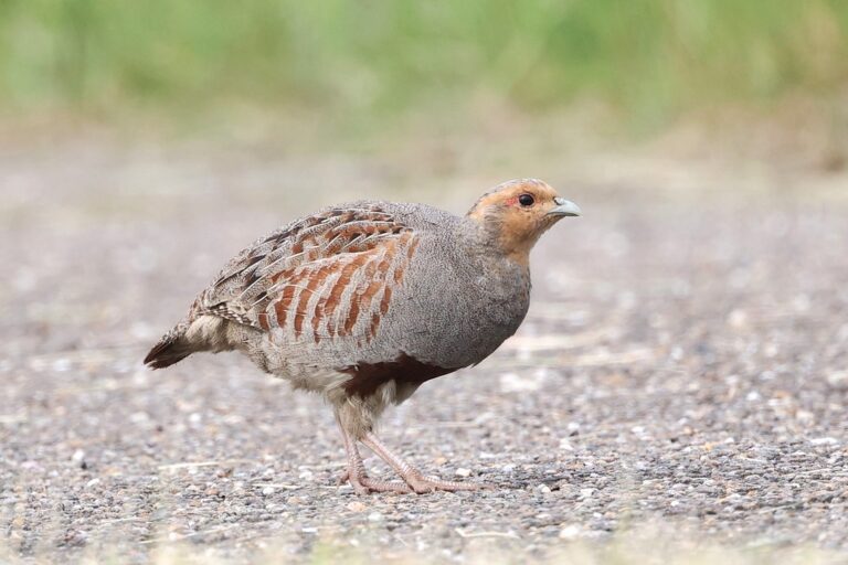 Neonicotinoïden: op alle fronten schadelijk voor vogels