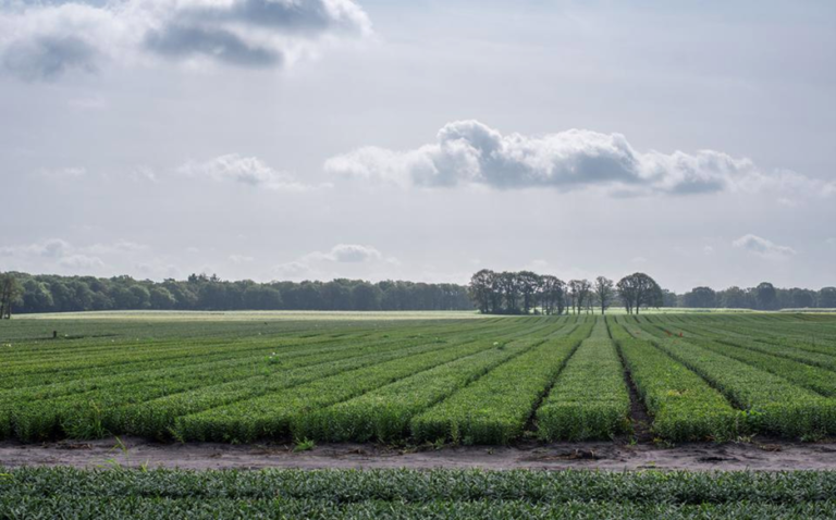 Dagblad van het Noorden: Lelieteelt opnieuw voor de rechter