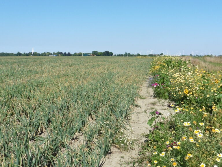 Bloemstroken: zinvol of insectenval?